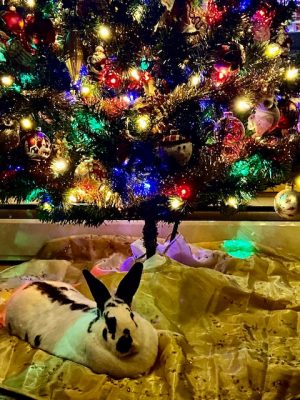 Binky the rabbit snuggling under the Christmas tree