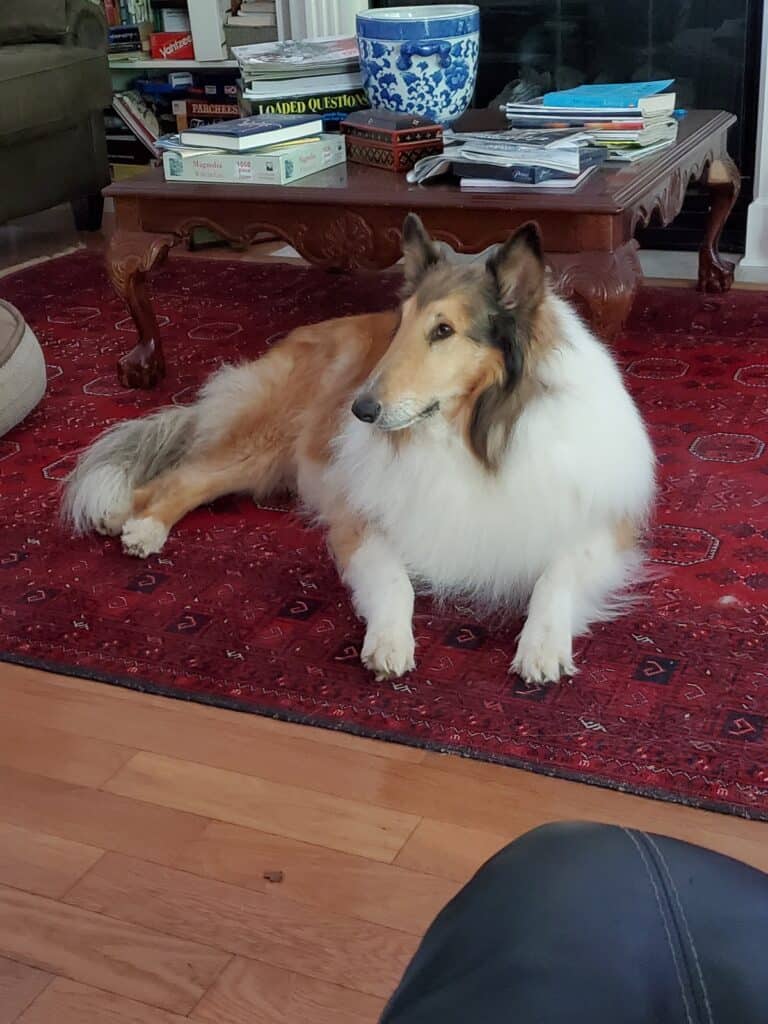 September Pet of the Month Winner 2025