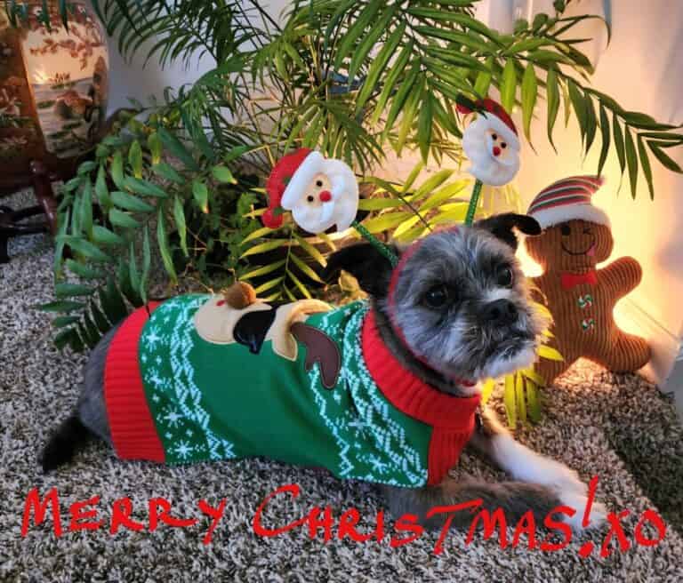December Pet of the Month Winner 2025