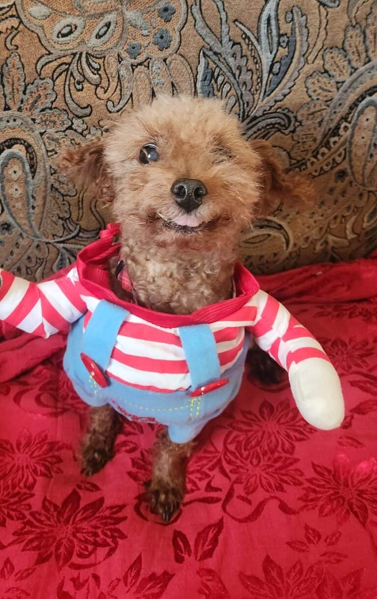 April Pet of the Month Winner 2026