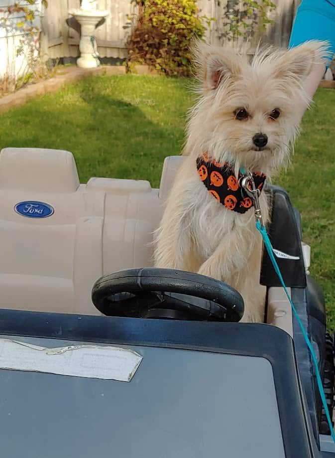 May Pet of the Month Winner 2026
